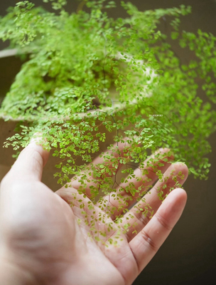 迷雾森林铁线蕨盆栽 垂吊蕨 多年生耐阴耐寒 庭院阳台花园