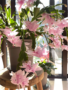进口蟹爪兰盆栽 耐寒耐热 多年生 花期长 好养耐阴 垂吊花卉
