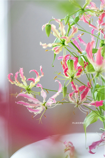 进口嘉兰百合 火焰百合 爬藤百合 多年生 懒人易种 庭院阳台花园