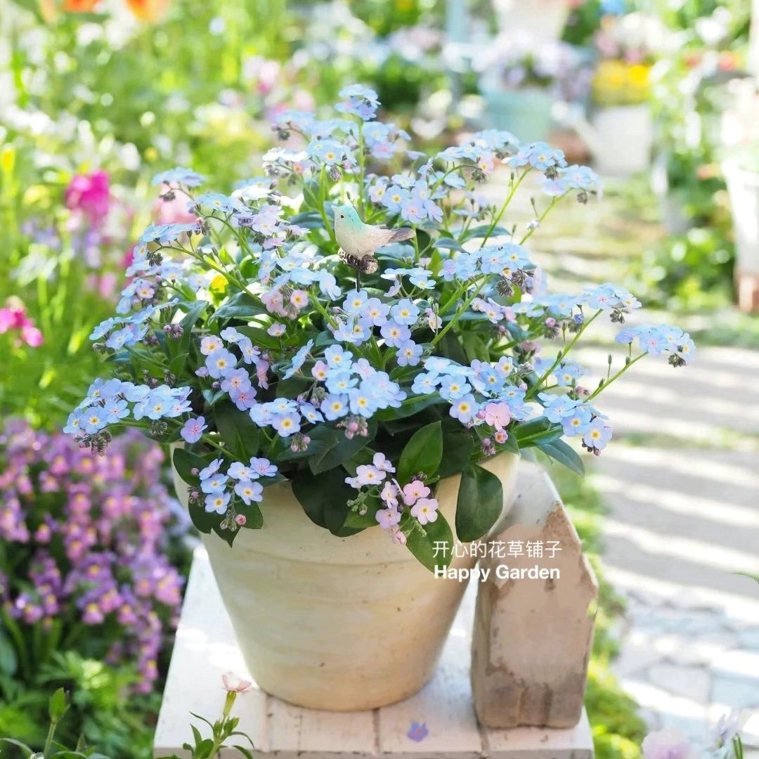 进口勿忘我盆栽  喜光耐半阴 多年生草本 庭院阳台室内