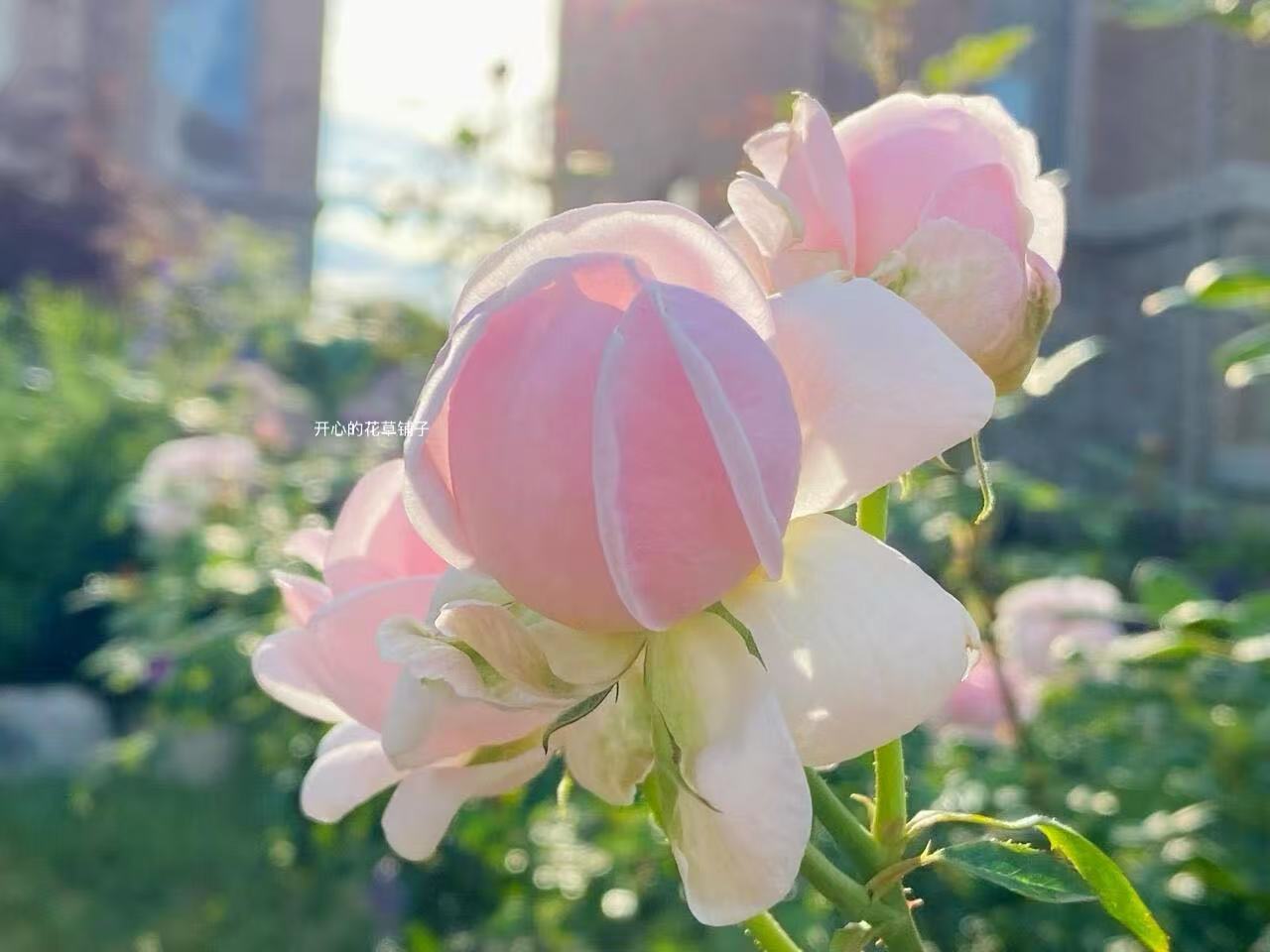 带甜香 大包子月季伊芙琳 蜜桃色大花 抗病 多年生庭院阳台花园