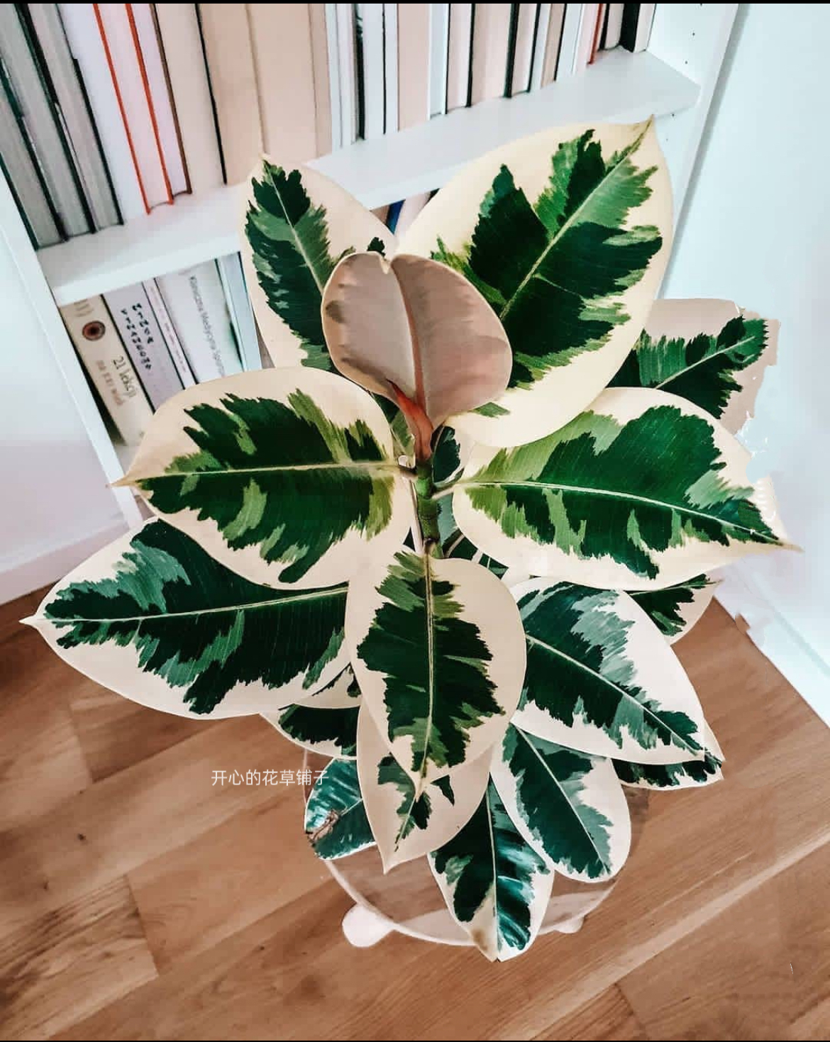 花叶橡皮树盆栽花金刚花叶红金刚耐阴耐寒室内阳台绿植