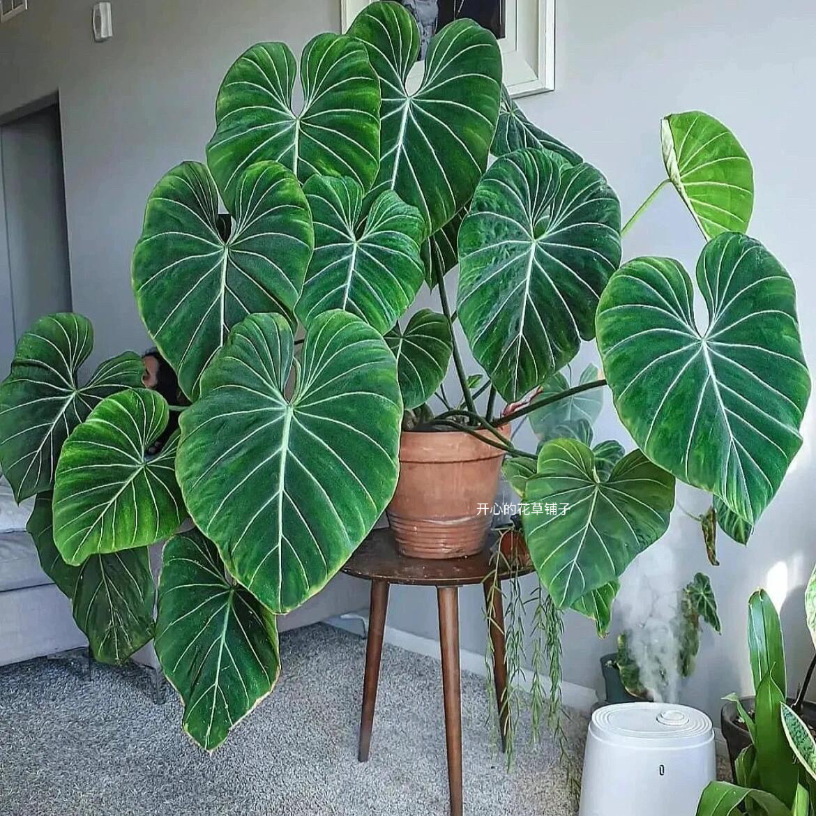 进口蔓绿绒盆栽 ins风 室内绿植好养常绿 多年生 阳台客厅