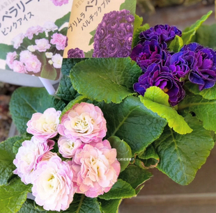 重瓣玫瑰报春 带花香 多年生 耐寒 花量大适合新手 庭院阳台花园