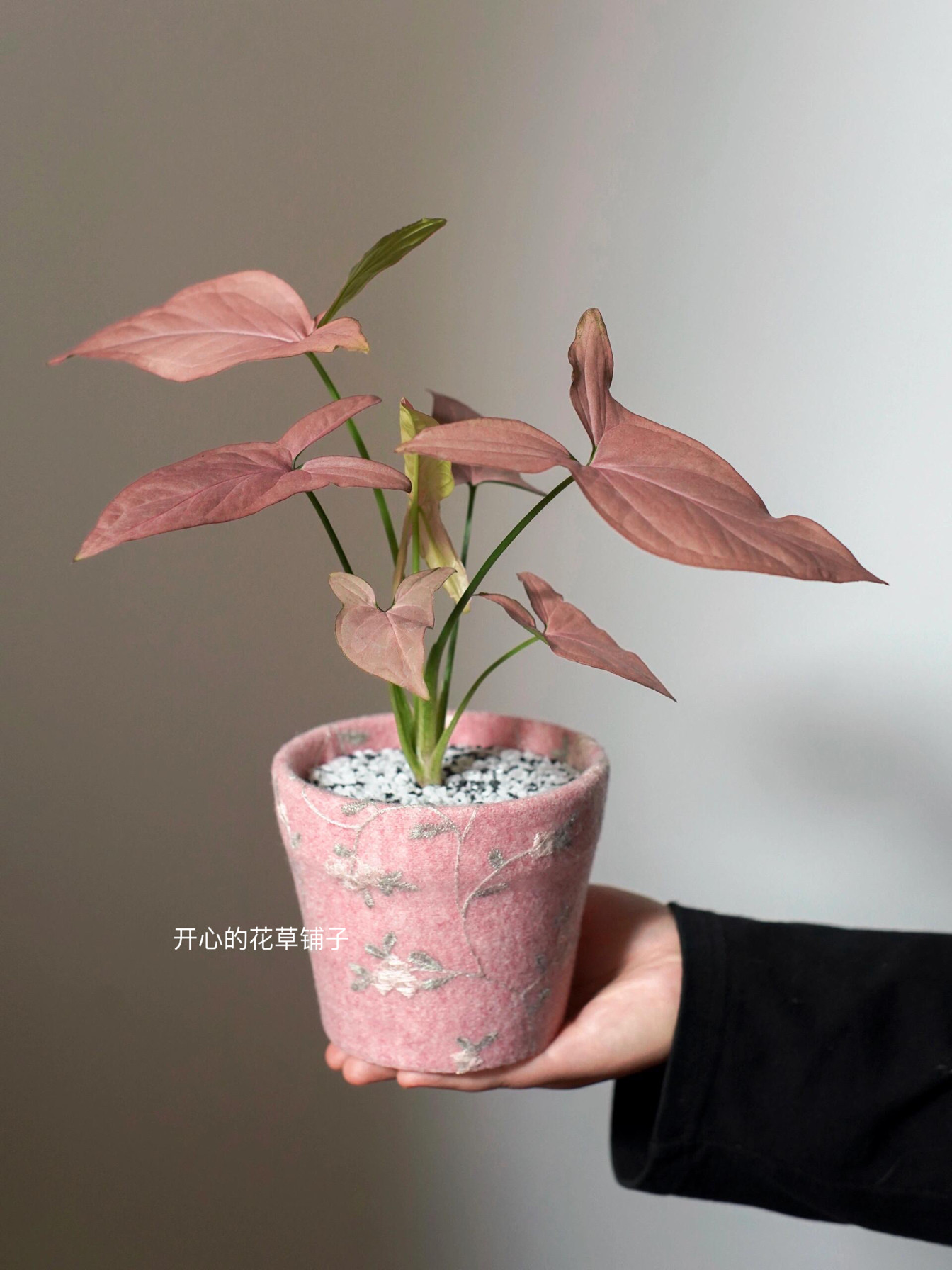粉色锦化合果芋盆栽 耐热绿植 ins风 室内阳台 观叶绿植 - 实物图