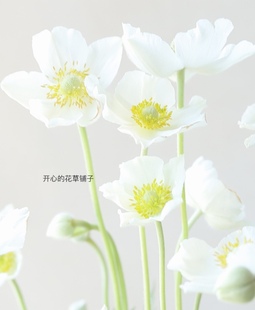 切爾西新品 獎(jiǎng)秋牡丹日本銀蓮花極耐寒多年生宿根花量大庭院陽臺(tái)