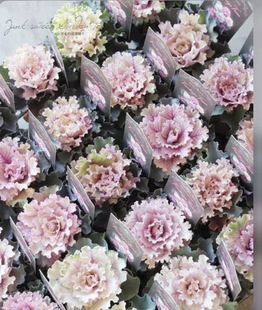 迷你羽衣甘蓝盆栽 玫瑰型叶牡丹耐寒叶色绚丽 可组盆 多年生