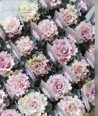 迷你羽衣甘蓝盆栽 玫瑰型叶牡丹耐寒叶色绚丽 可组盆 多年生