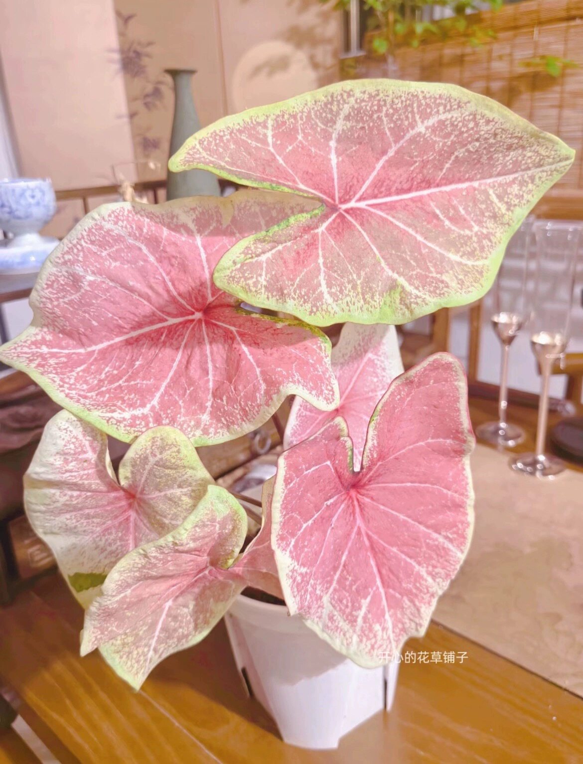 进口彩叶芋种球 泰彩种球 室内观叶植物白色恋人粉色飞溅