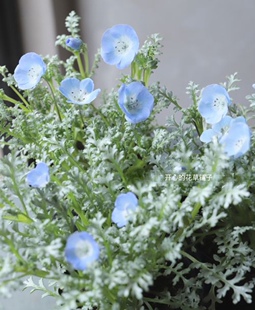 进口日本喜林草盆栽 多年生 可做铺地材料 耐寒耐热 庭院阳台室内