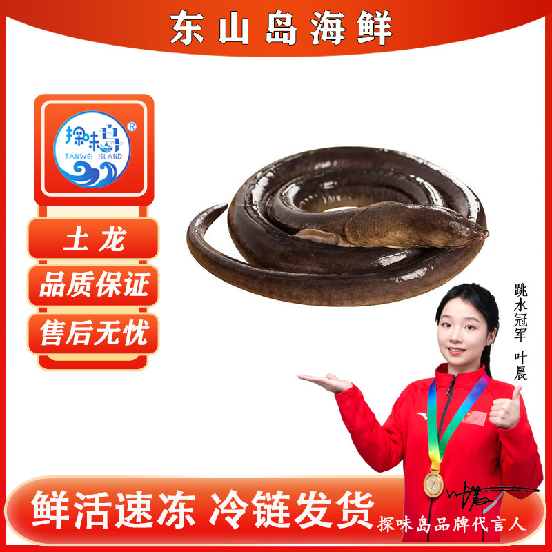 探味岛海捕土龙青鳗活冻杜龙中华须鳗骨鳝剑鳗海鲜水产