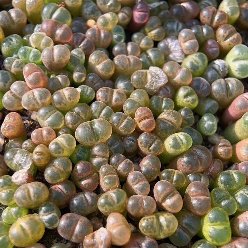 风铃玉多肉植物开花大颗母本好养彩色生石花稀有肉锥趣味组合盆栽