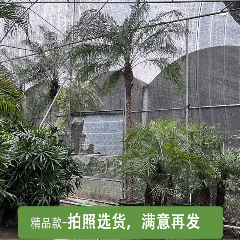 美丽针葵泰国椰子树盆栽r刺葵棕榈树室内大型绿植办公室客厅除甲