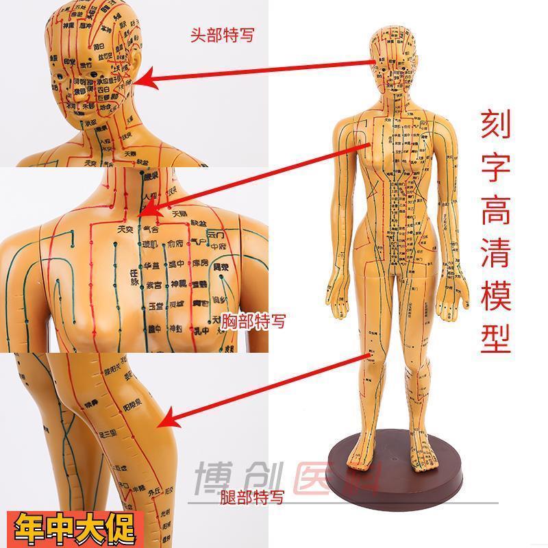 中医经络针灸人体穴位模型按摩教