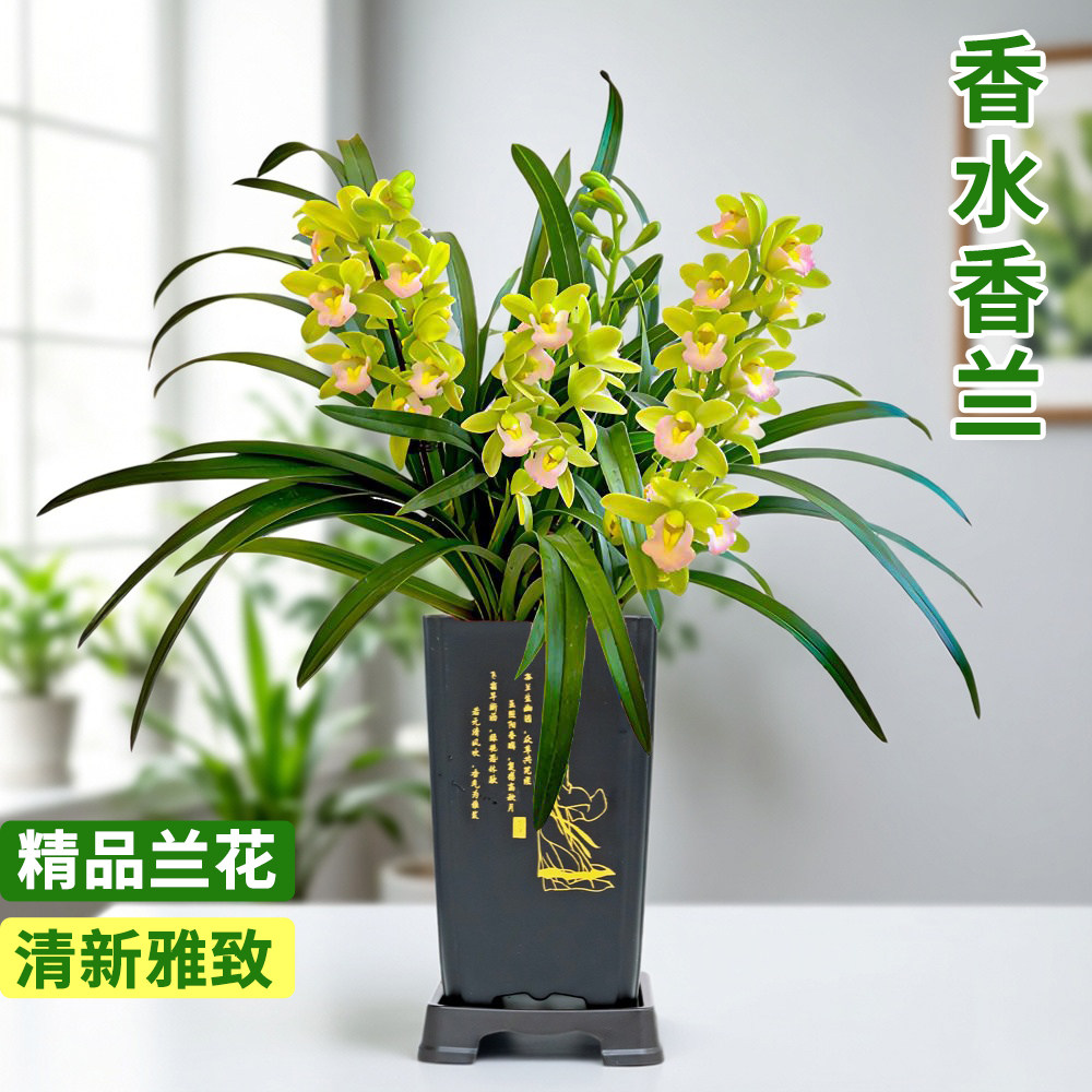 兰花苗香水香兰盆栽建兰四季兰新手好养荷瓣浓香花卉室内绿植