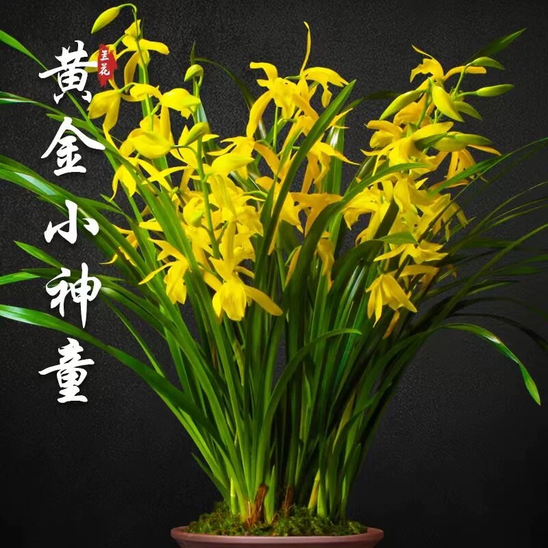 兰花苗精品建兰浓香型四季常青