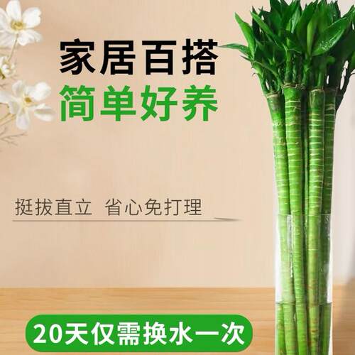 龙竹带根水养富贵竹转运竹节节高水培植物室内客厅植物文昌竹招财