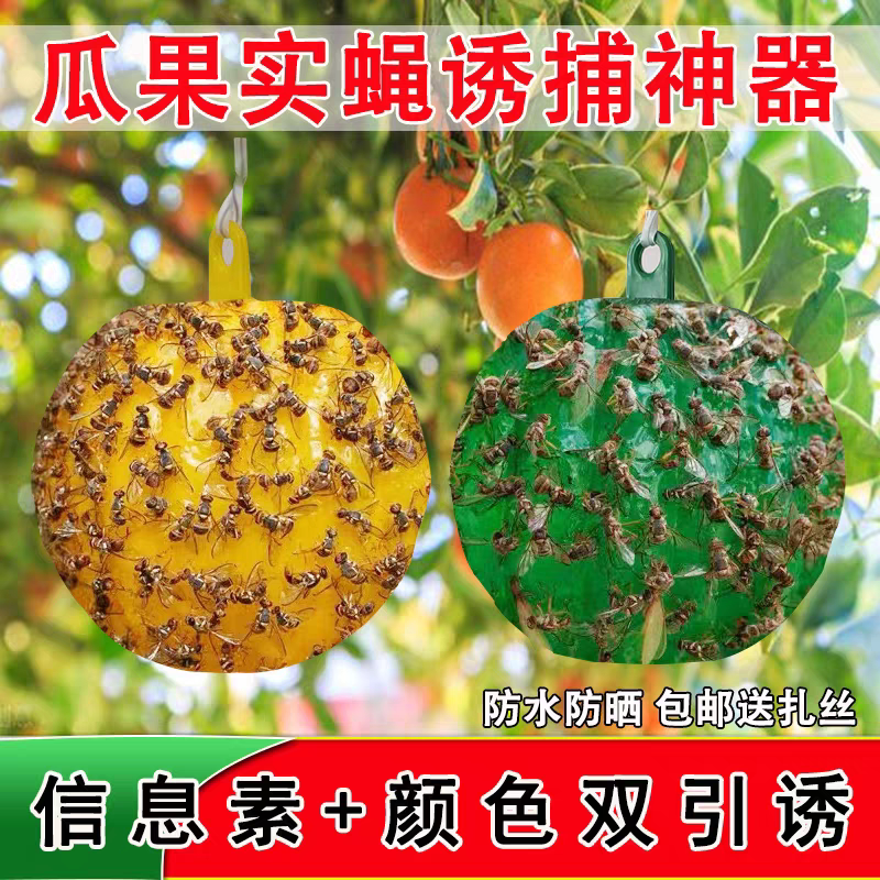粘虫球柑橘果实蝇球诱捕器果园大棚防虫神器诱蝇球大小针锋诱粘球