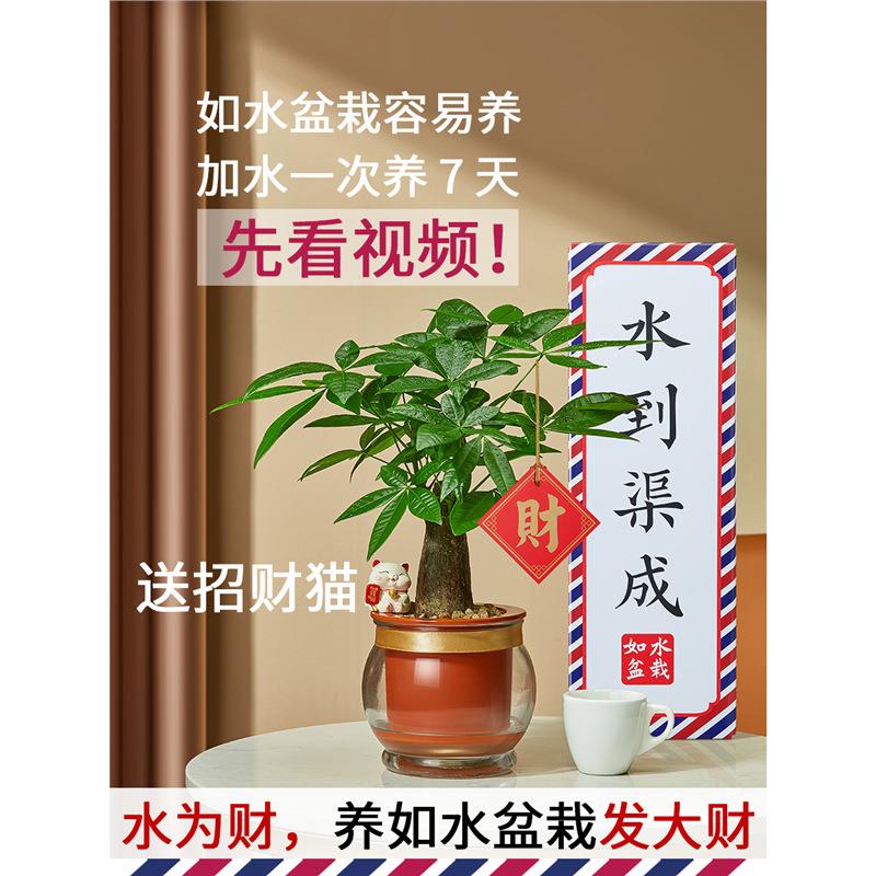 新款加水就能养发财树 好养自动吸水水培小盆栽 室内土培水养植物