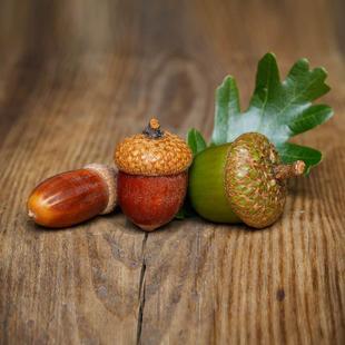 橡子大橡木果橡实果饰品r橡子果橡树果帽挂饰道具幼儿园干花橡树