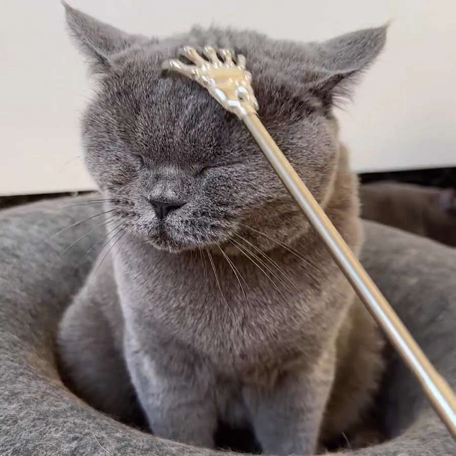 宠物猫咪挠痒神器狗狗抓痒挠猫耙子逗猫棒伸缩痒痒挠互动解闷玩具