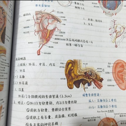 手写霍琨系统解剖学笔记纸质版霍琨笔记纸质电子视频解刨系统讲义