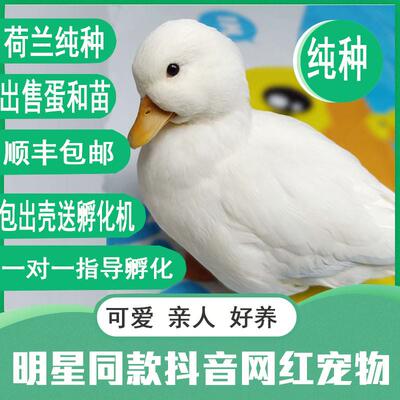 宠物柯达鸭可达鸭子柯尔鸭幼崽鸭苗纯种蛋活体孵化鸭科尔鸭受精蛋