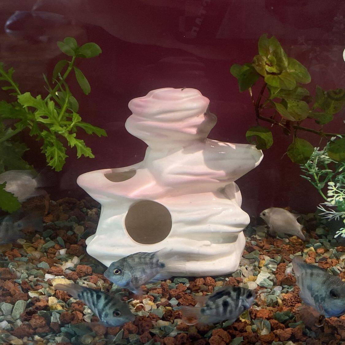 迷你慈鲷繁殖陶罐鱼缸造景躲避屋陶瓷鱼虾产卵洞异形小鱼栖息屋