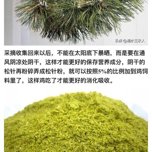 饲料级松针粉畜禽通用提高猪牛,产蛋,产奶,增长率 40公斤 发物流