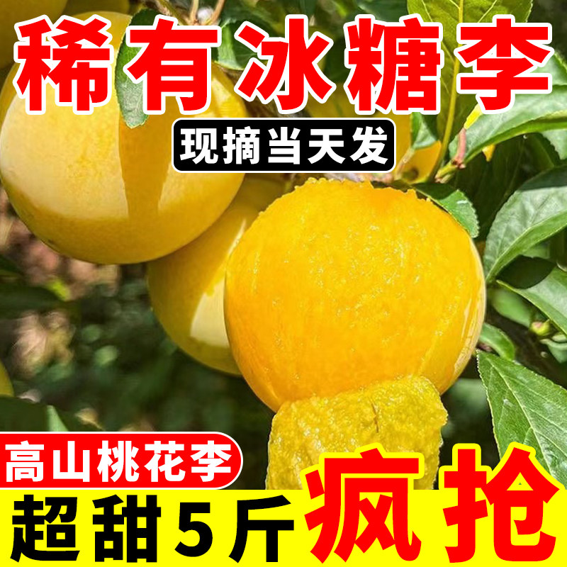 正宗桃花李四川李子冰糖汉源蜂糖新鲜应季水果整箱包邮正宗黄金李