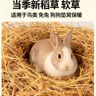 新鲜稻草天然宠物鸡窝狗鸭窝保暖批发谷草秸秆干稻草过冬兔子垫料