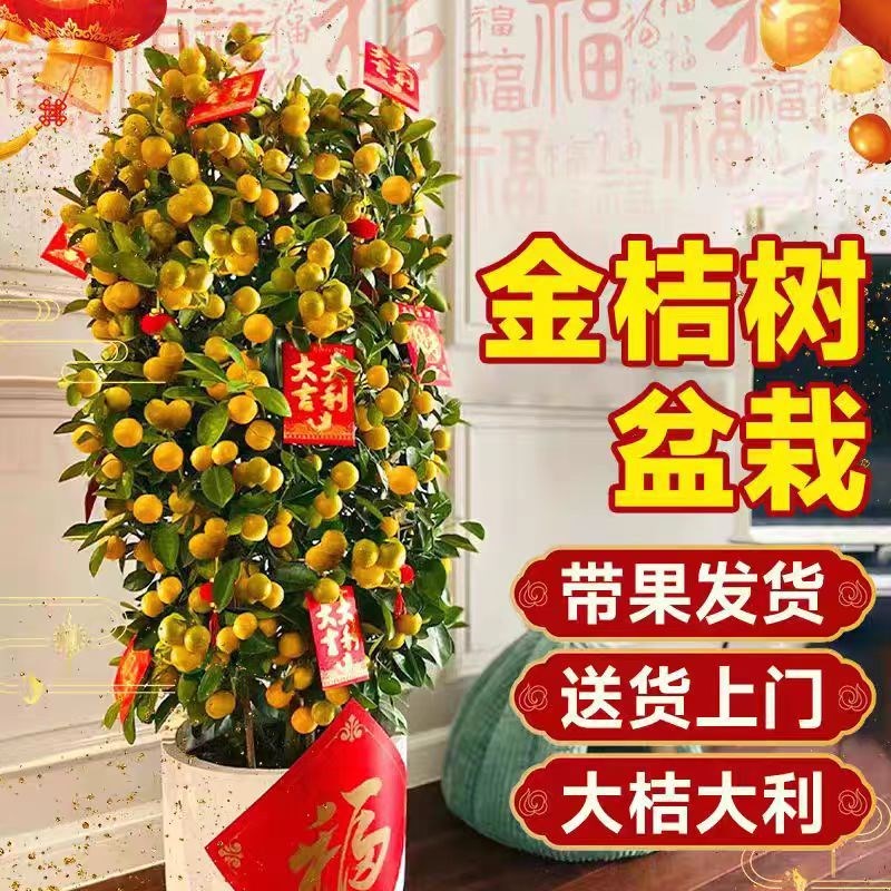 金桔树盆栽客厅可食用橘子树带果植物G桔子树盆景过年送礼年桔绿