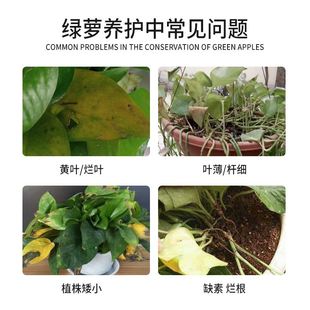 免稀释绿萝营养液肥料专用肥植物盆栽家用吊兰绿罗土水培养花通用