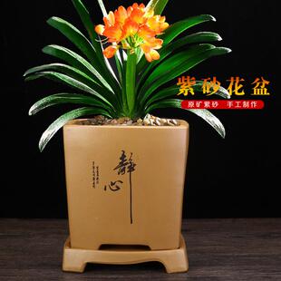 宜兴紫砂君子兰专用四方长方手工透气养根绿植桌面陶瓷盆景兰花盆