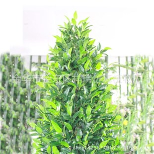 仿真植物塔形2米橄榄叶假树月桂果树室M内外落地盆栽装饰摆件