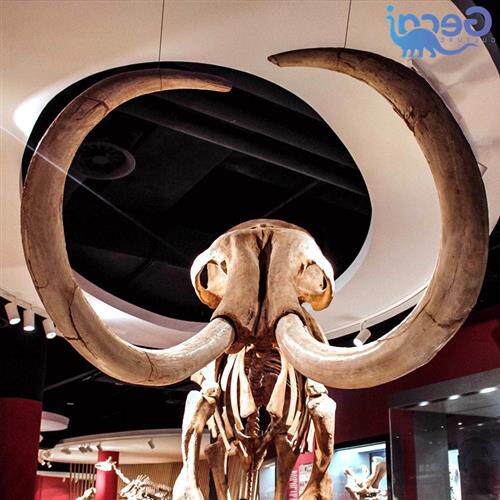 大型动物古生物骨骼化石模型博物馆科普馆展览雕塑展品厂家定制