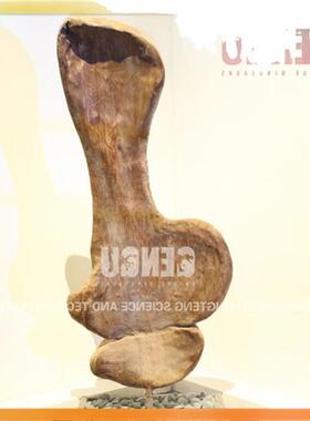 恐龙骨架仿真恐龙化石恐龙骨架模型化石复制品恐龙化石模型