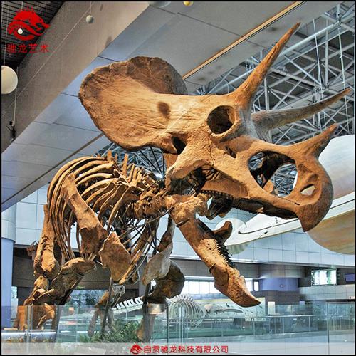 仿真三角龙骨架大型恐龙玻璃钢骨架化石树脂仿真骨骼标本定做