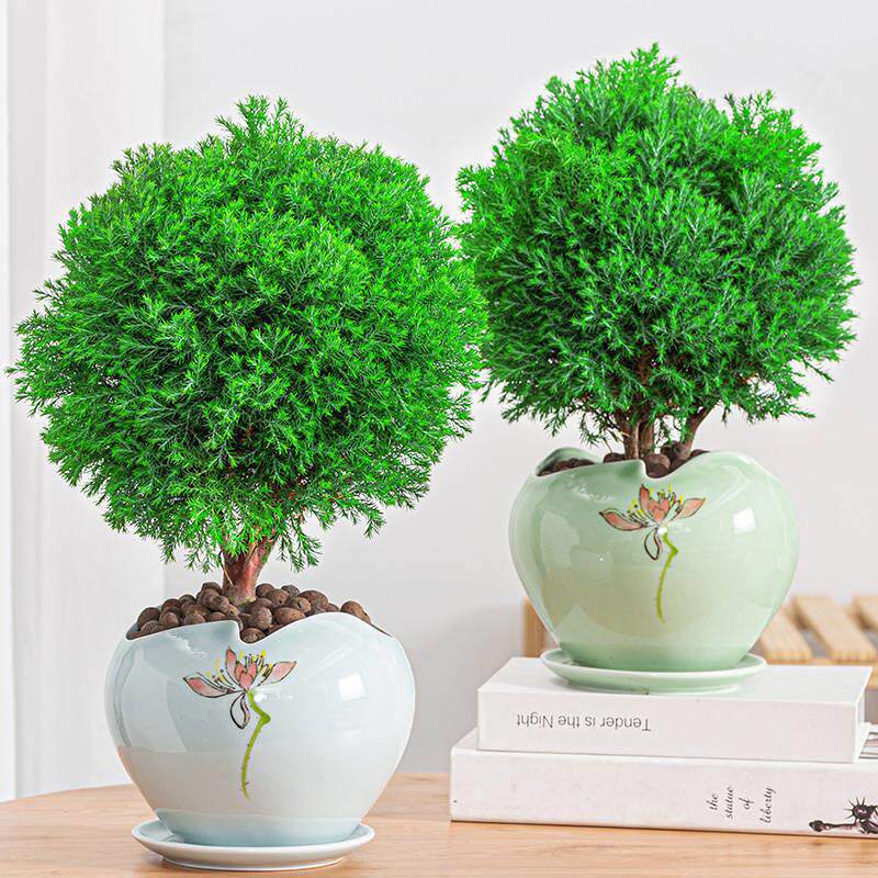 雾松雾凇盆栽盆景绿植花卉阳台室外四季常青好养易活桌面小植物