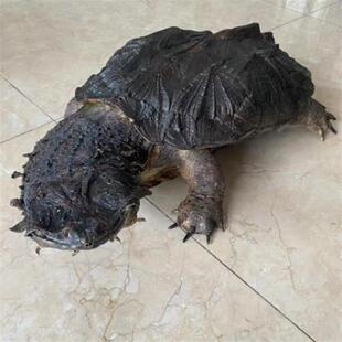 黑玛塔乌龟枯叶龟红玛塔深水观赏网红宠物龟龟蛋受精蛋正宗