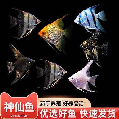 神仙鱼燕鱼小型热带观赏鱼鸳鸯金鼎淡水宠物鱼新手好养耐活燕子鱼