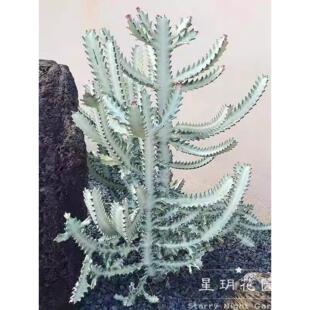 多年生耐热耐旱耐暴晒仙人掌植物白龙骨盆栽多肉庭院沙生花境植物