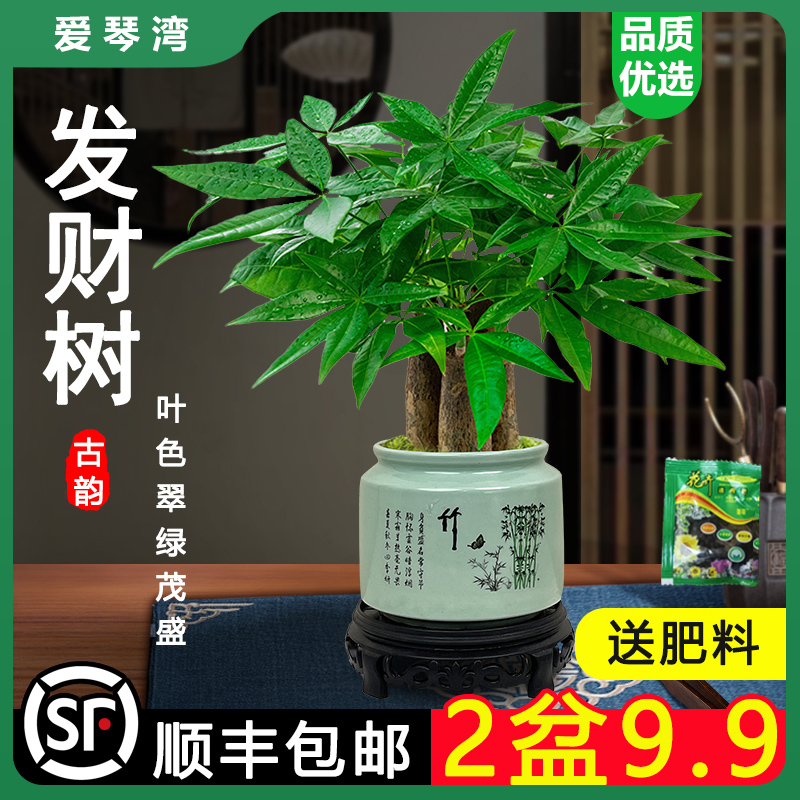 发财树小盆栽室内植物水培客厅招财摆件新款花卉绿植盆景好养易活