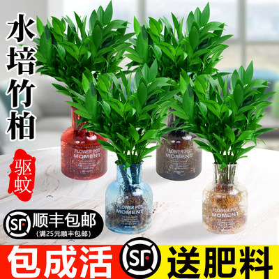 驱蚊竹柏盆栽绿植加水可以养活活