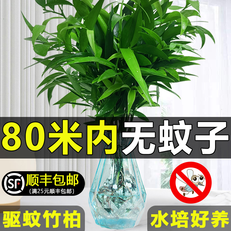 驱蚊竹柏水培植物室内盆栽绿植办公室桌面水养花卉好养活四季常青