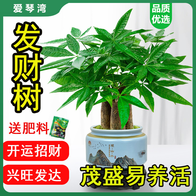 发财树小盆栽室内植物水培客厅招财摆件新款花卉绿植盆景好养易活