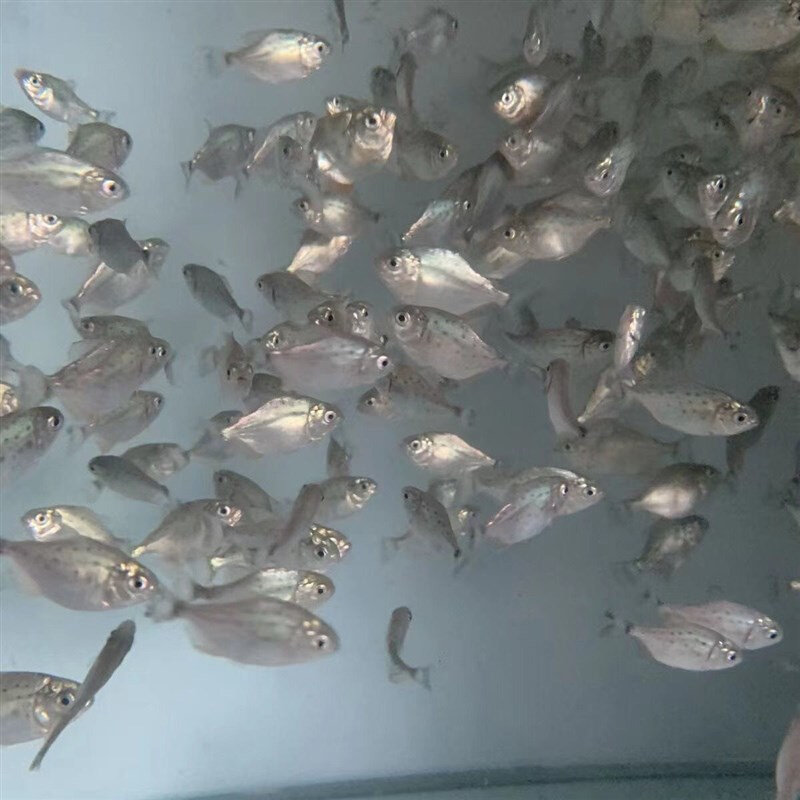 南美亚马孙红文鱼活热q带鱼淡水凶猛宠物观赏鱼活苗肉食性猛鱼包