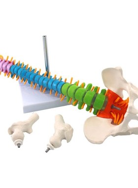 45Cm with Pelvic Human Anatozmical Anatomy Spine Spinal Colu