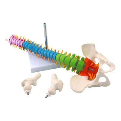 45Cm with Pelvic Human Anatozmical Anatomy Spine Spinal Colu