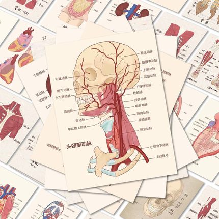 100张人体结构组织器官贴纸医学生笔记贴纸知识点便利贴学习素材创意手机壳笔记本电脑平板ipad装饰防水贴画
